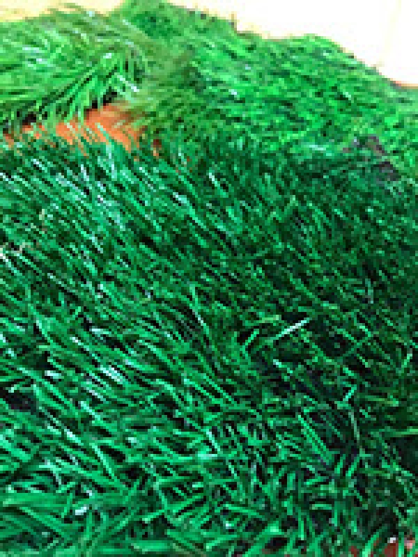 Акция "Весенний ценопад -2017"